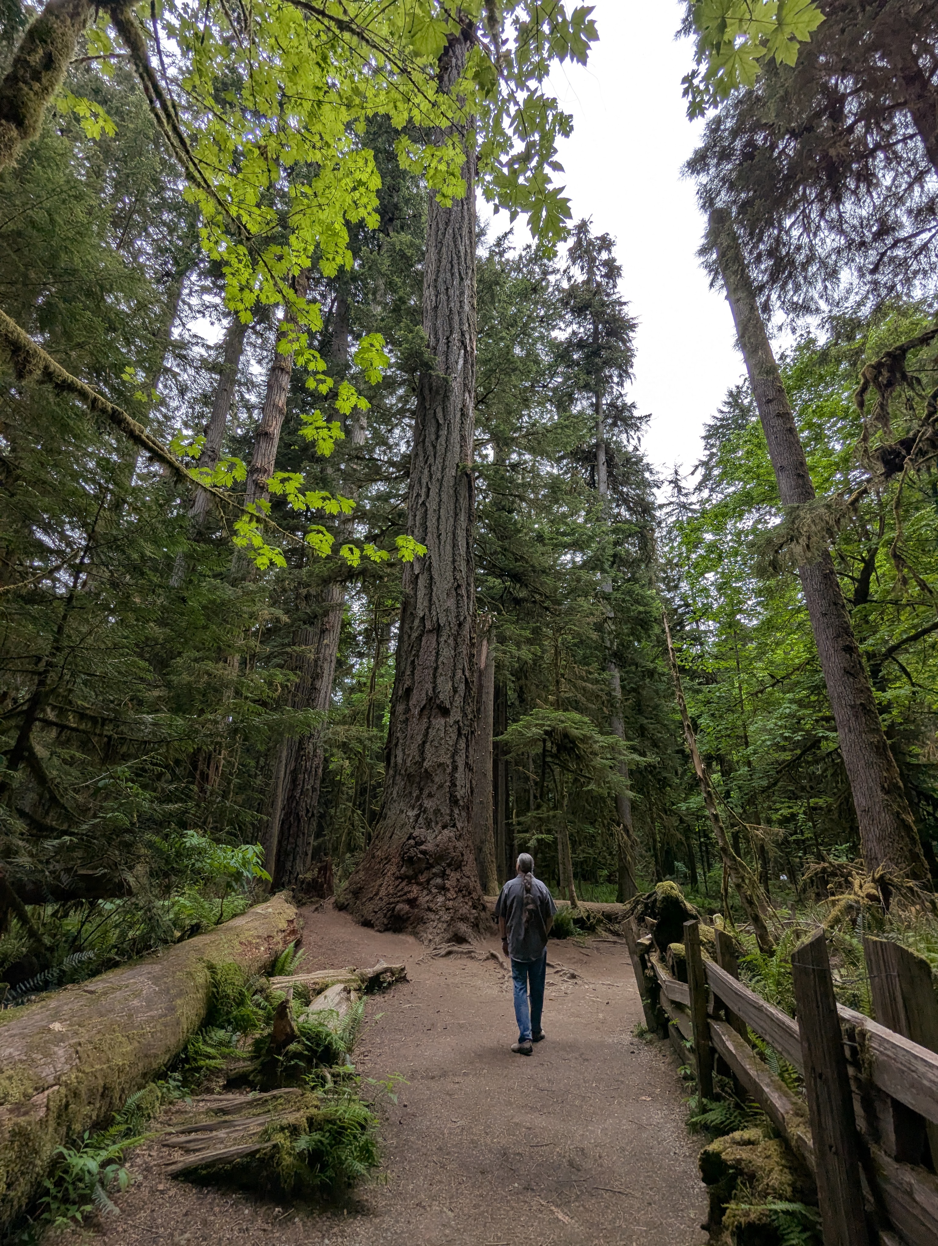 Birthday Trip to Canada, Cathedral Grove, Vancouver Island